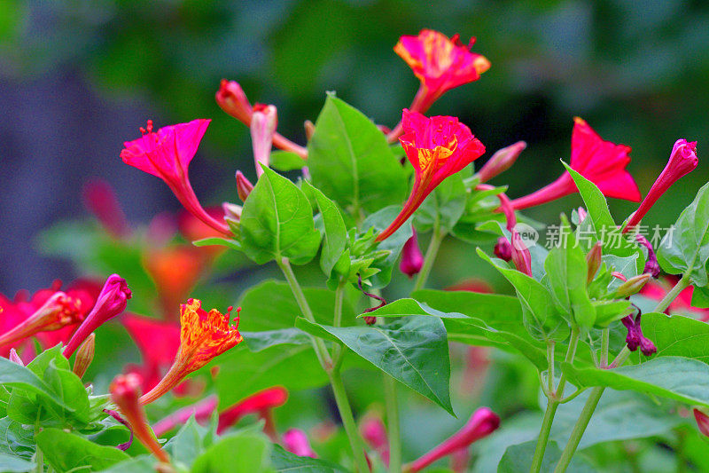 Milabilis jalapa/四点钟花:秘鲁的奇迹:夜桂花科的园林观赏植物